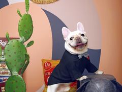 -超宠爱宠物摄影-Super pet