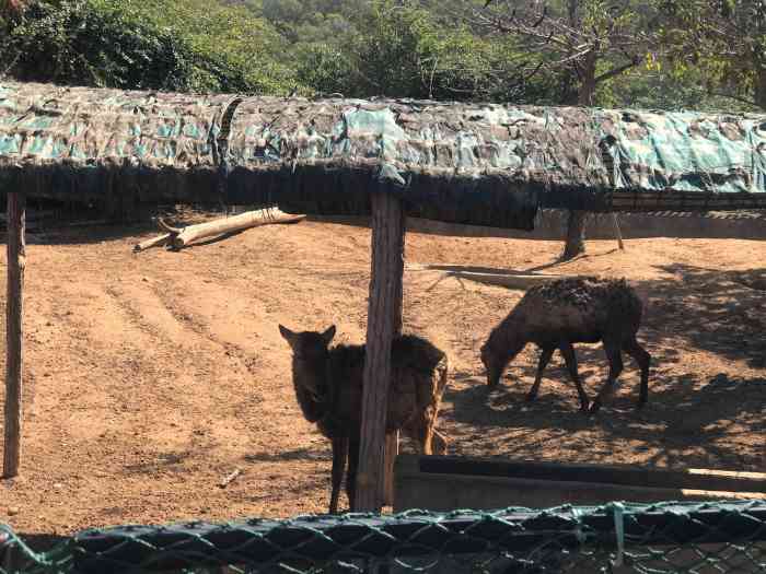中非世野野生动物园-"园区位于岛外翔安,建议自己开车过去,搭车.