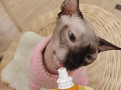-李小姐の猫咖啡馆(五角场店)