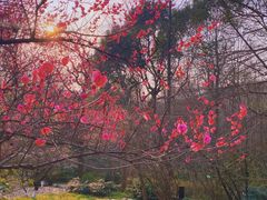-杭州植物园