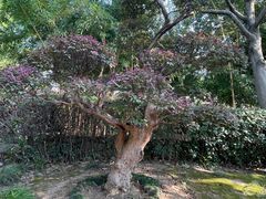 -东山雕花楼