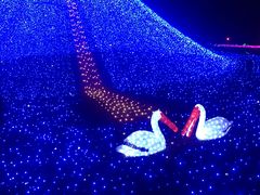 -杭州湾海上花田景区