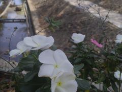 -亚龙湾国际玫瑰谷