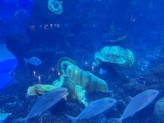 -成都浩海立方海洋公园