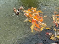 -中山詹园