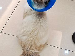 -伟伟宠物医院·CT影像中心·瑞派犬猫综合性门诊(汉口总院)