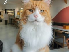 -喵园·猫主题咖啡厅·撸猫·猫咖(国贸店)