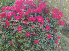 -雅夫酒店(西安市图书馆地铁站店)