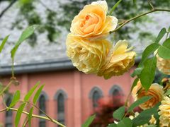 -贡湖湾湿地公园