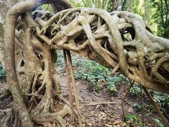 -中国科学院西双版纳热带植物园
