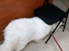 -艾贝尔宠物医院·狂犬免疫点(江山金象城店)