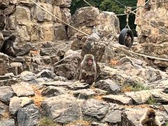 -合肥野生动物园