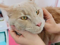 -十年猫舍·猫咪专门店(普陀店)