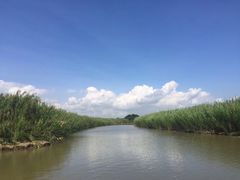-大湾区中央湿地公园