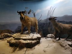 -陕西自然博物馆