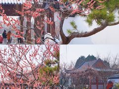 -梅花山(明孝陵内)
