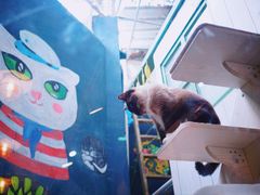-猫咪博物馆(顶澳仔猫街店)