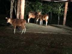 -清迈夜间动物园