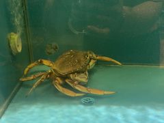 -聚鑫阁江浙菜·非遗传承技艺(青村帝华园店)