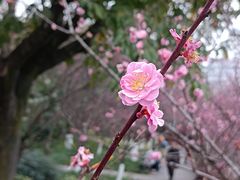 -望江楼公园