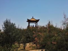 -金塔沙漠胡杨林景区