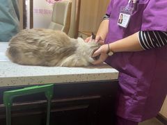 -宠爱国际动物医院·消化内科·心肾内科·ISFM猫友好(望京店)