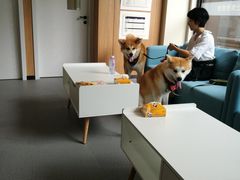 -爱妮康宠物医院·干细胞免疫细胞·肿瘤·心脏(张江店)