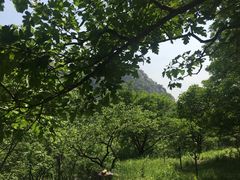 -大岭沟猕猴桃谷风景区