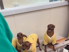 -美联众合动物医院·24h转诊中心