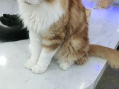 -喵园·猫主题咖啡厅·撸猫·猫咖(国贸店)