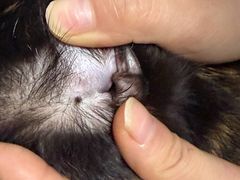 -联合动物医院(光谷诊疗中心)