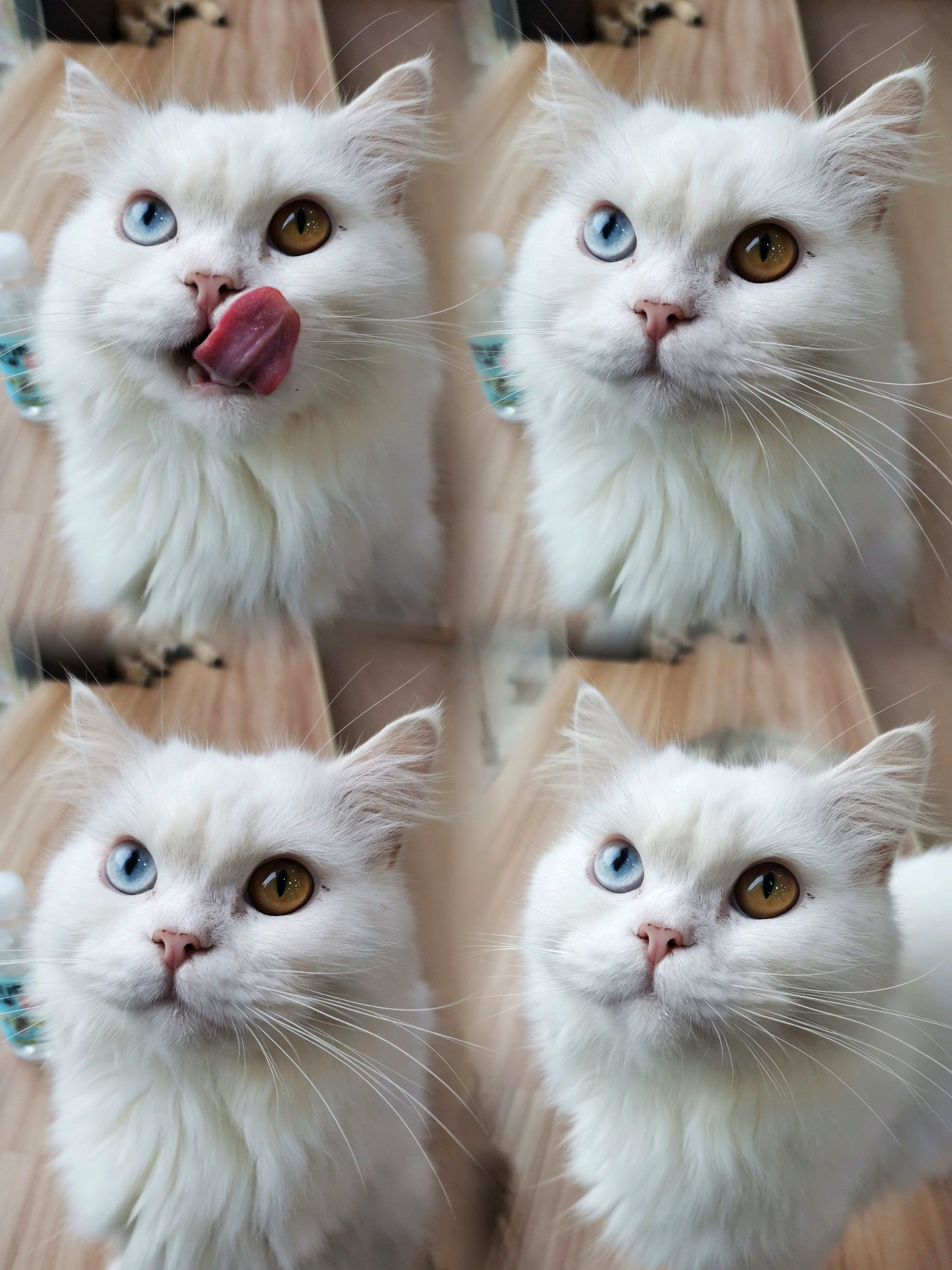 这只异瞳猫猫的颜值可以打几分!