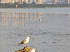 -深圳湾公园(南山区)