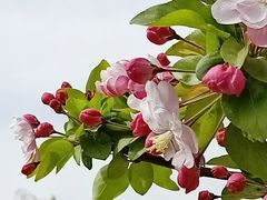 -海棠花溪(元大都城垣遗址公园)