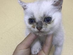 -美联众合动物医院(·中兽医·疑难杂症·严家桥分院)