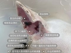-美联众合爱康动物医院•复杂内科•肿瘤科•牙科•腔镜诊疗中心