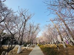 -桃花堤公园