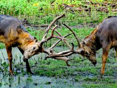 -北京麋鹿生态实验中心