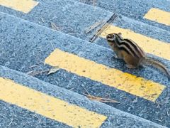 -五营红松林海景区