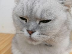 -李小姐の猫咖啡馆(五角场店)
