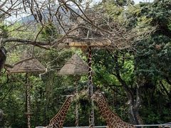 -深圳野生动物园
