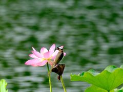 -莲花池公园