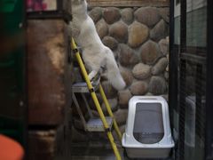 -猫咪博物馆(顶澳仔猫街店)