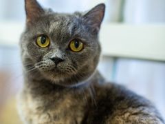 -楼上猫咖(罗湖店)