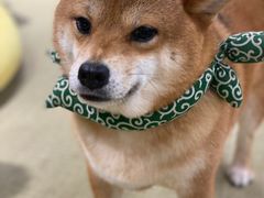 -逗柴咖啡屋·狗咖猫咖宠物桌游