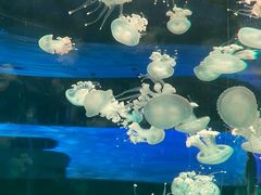 -左海海底世界
