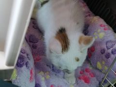 -中农大我爱我爱动物医院·核磁CT·猫病·24小时夜诊中心(石佛营店)