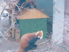 -青藏高原野生动物园