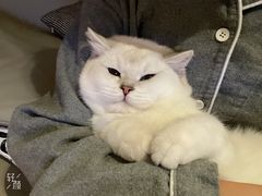 -飞行喵MR PILOT|猫舍·猫咖(静安大融城店)