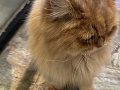 -猫咪博物馆(顶澳仔猫街店)